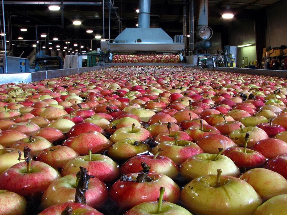 An apple factory using Crest Water Solutions to ensure product cleanliness and integrity.